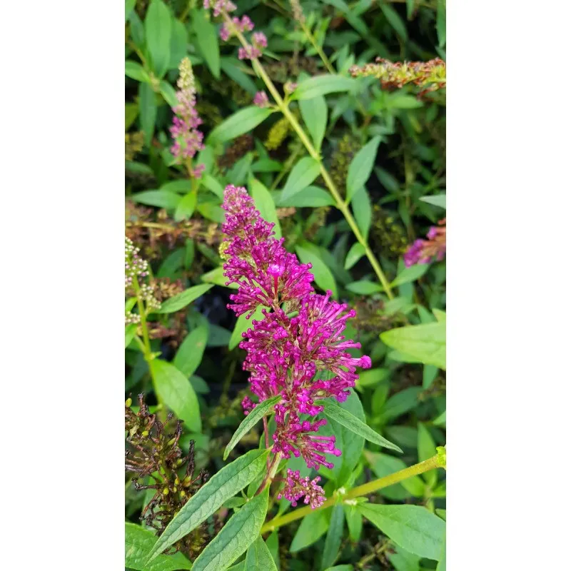 Buddleia davidii BUZZ 'Magenta'® / Arbre aux papillons nain / Conteneur de 3 à 4 litres