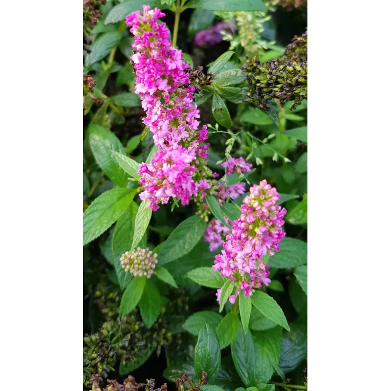 Buddleia x PINK MICRO CHIP® 'NC20102' / Arbre aux papillons nain / Conteneur de 3 à 4 litres