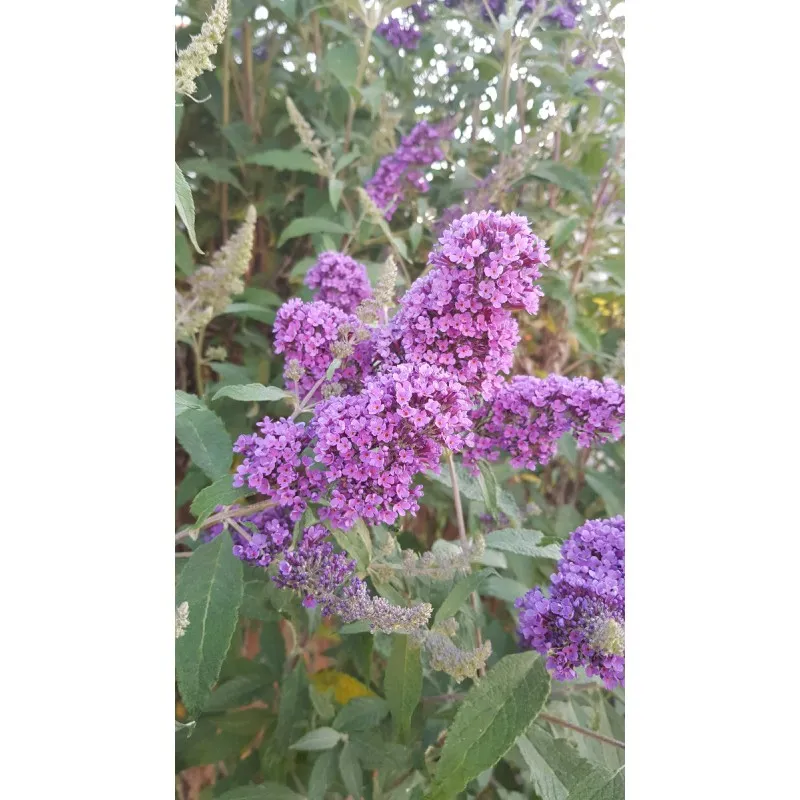 Buddleia x LILAC CHIP® 'Valbud 3' / Arbre aux papillons nain / Conteneur de 3 à 4 litres