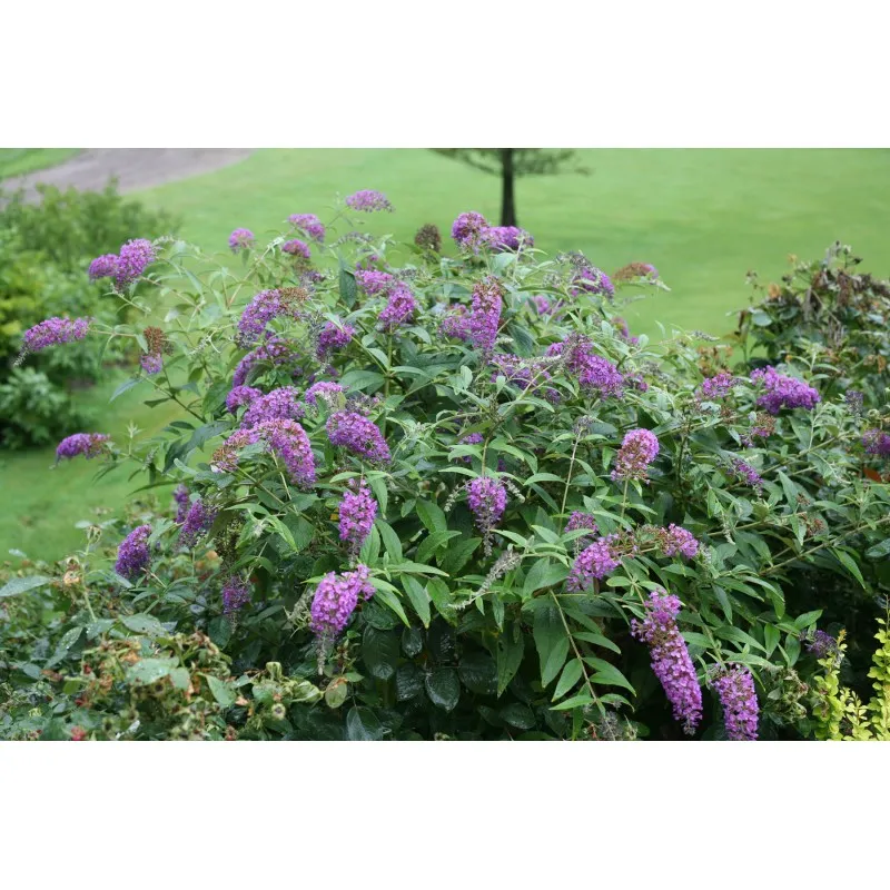 Buddleia x PURPLE CHIP® 'Purple Haze' / Arbre aux papillons nain / Conteneur de 3 à 4 litres