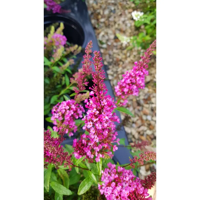 Buddleia davidii BUZZ 'Hot Raspberry'® / Arbre aux papillons nain / Conteneur de 3 à 4 litres