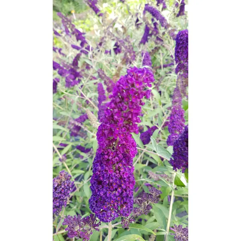 Buddleia davidii 'Empire Blue' / Arbre aux papillons bleu / Conteneur de 7 à 10 litres