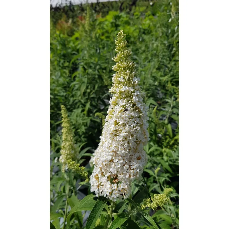 Buddleia davidii 'White profusion' / Arbre aux papillons à fleurs blanches / Conteneur de 7 à 10 litres