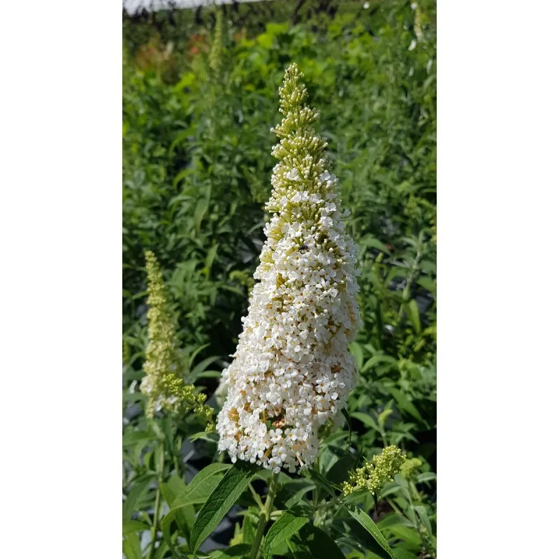 Buddleia davidii 'White perfection' / Arbre aux papillons à fleurs blanches / Conteneur de 3 à 4 litres