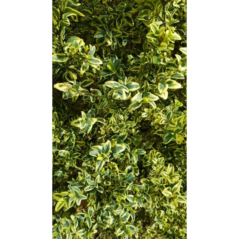 Buxus sempervirens 'Elegans' / Buis panaché / Conteneur de 5 à 6 litres