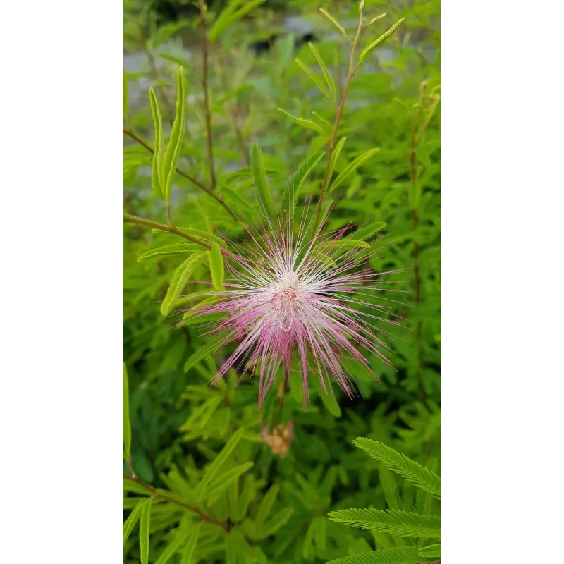 Calliandra surinamensis / Pompon du marin / Conteneur de 7 à 10 litres