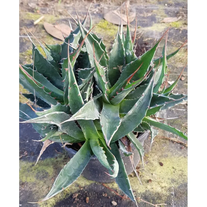 Agave montana 'M9' / Agave des montagnes / Conteneur de 2 à 2.9 litres