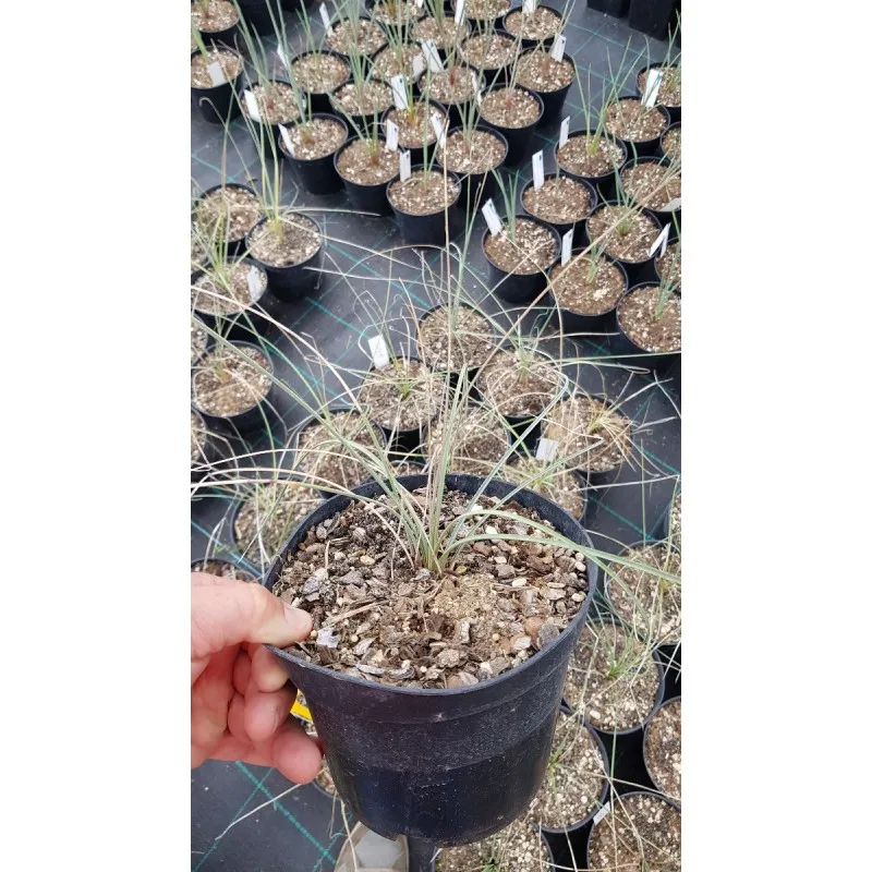 Dasylirion cedrosanum sp Zacatecas / Dasylire / Conteneur de 2 à 2.9 litres