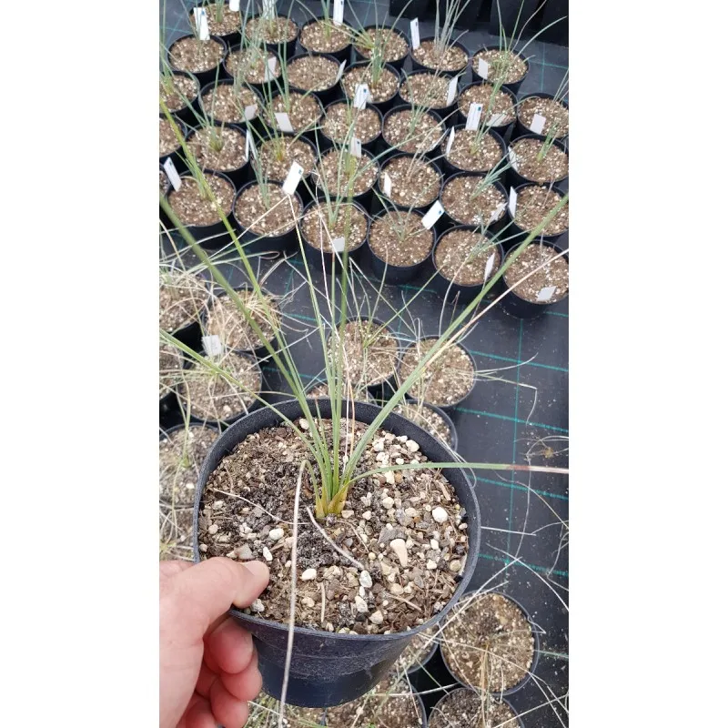 Dasylirion quadrangulatum 'DR Arroyo' / Dasylire / Conteneur de 2 à 2.9 litres