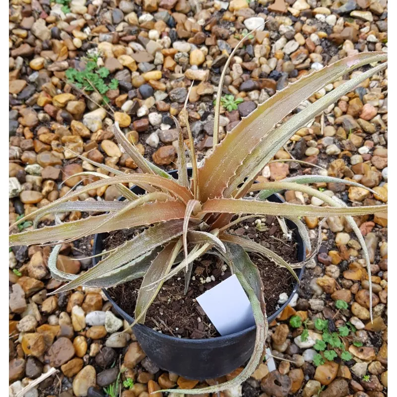 Hechtia rosea / Conteneur de 2 à 2.9 litres / Orchidée