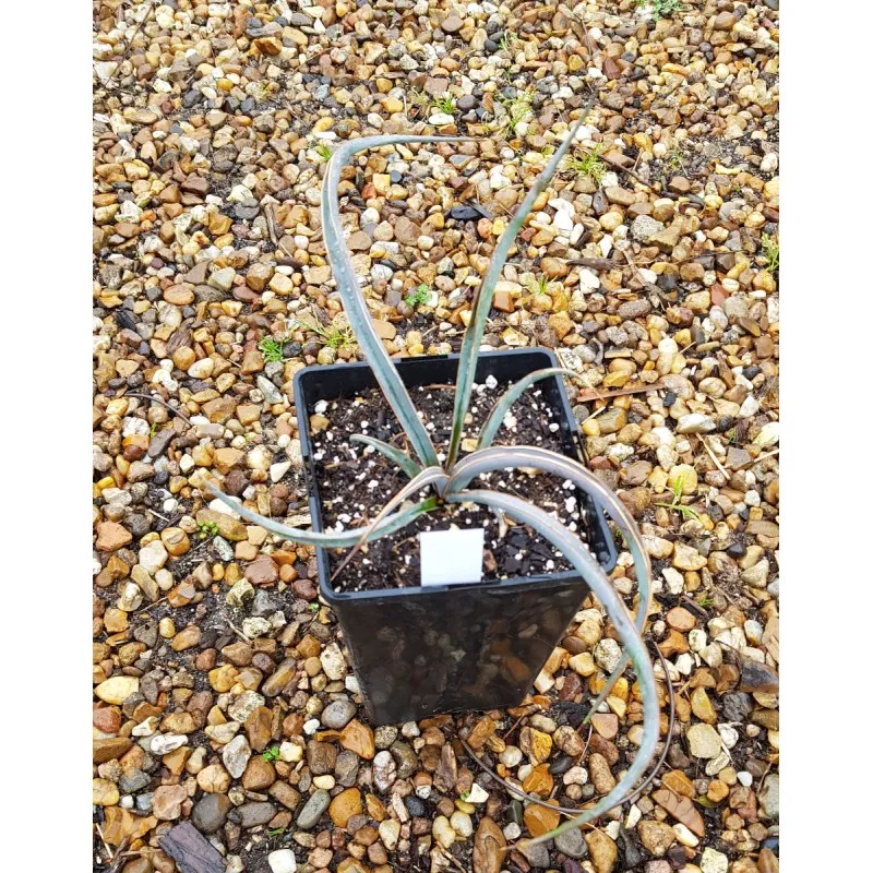 Yucca baccata ssp Baccata / Yucca banane / Conteneur de 3 à 4 litres