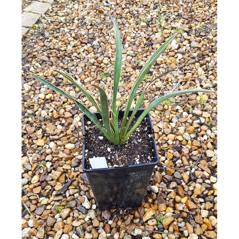Yucca carnerosana / Conteneur de 3 à 4 litres