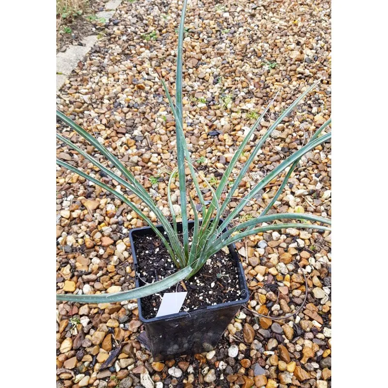Yucca filifera / Yucca filifère / Conteneur de 3 à 4 litres