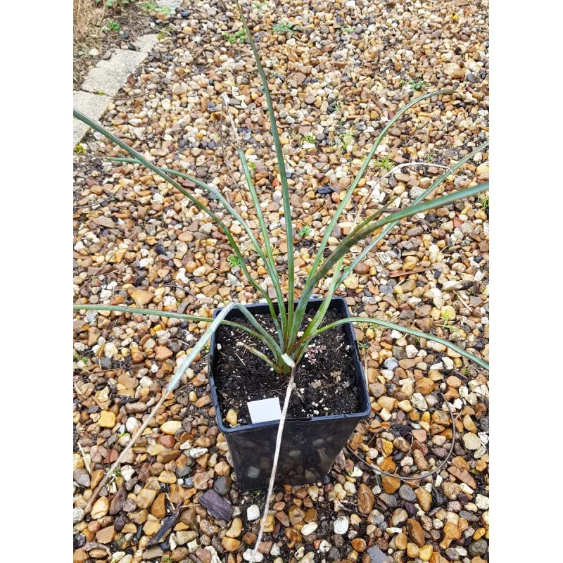 Yucca periculosa / Conteneur de 3 à 4 litres