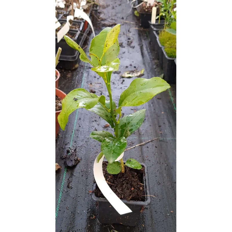 Citrus volkameriana (De semis) / Citron Volkamer / Godet / Agrume