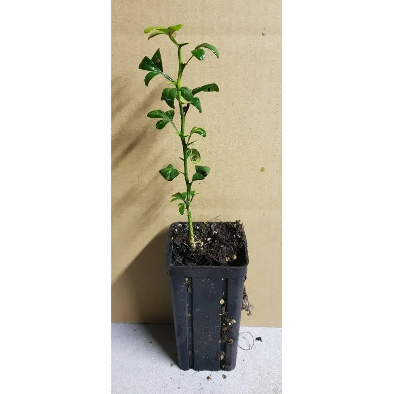 Poncirus trifoliata 'Kryder' (De semis) / Poncirus Kryder / Godet Anti-chignon / Agrume