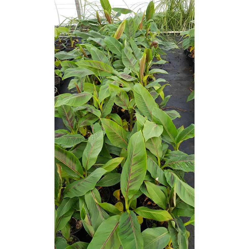 Musa sikkimensis 'Red Tiger' / Bananier du Sikkim / Godet / Sans feuille en hiver / Plante Caduc