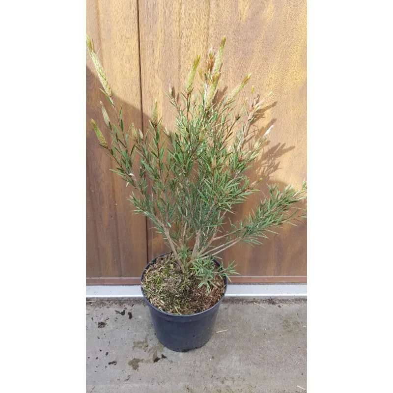 Callistemon rigidus 'Woodlander's Hardy' / Rince bouteille / Conteneur de 3 à 4 litres