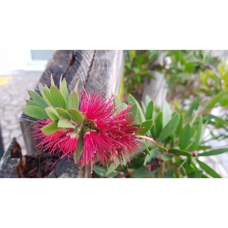 Callistemon viminalis HOT PINK 'Kko1' / Rince bouteille / Conteneur de 3 à 4 litres
