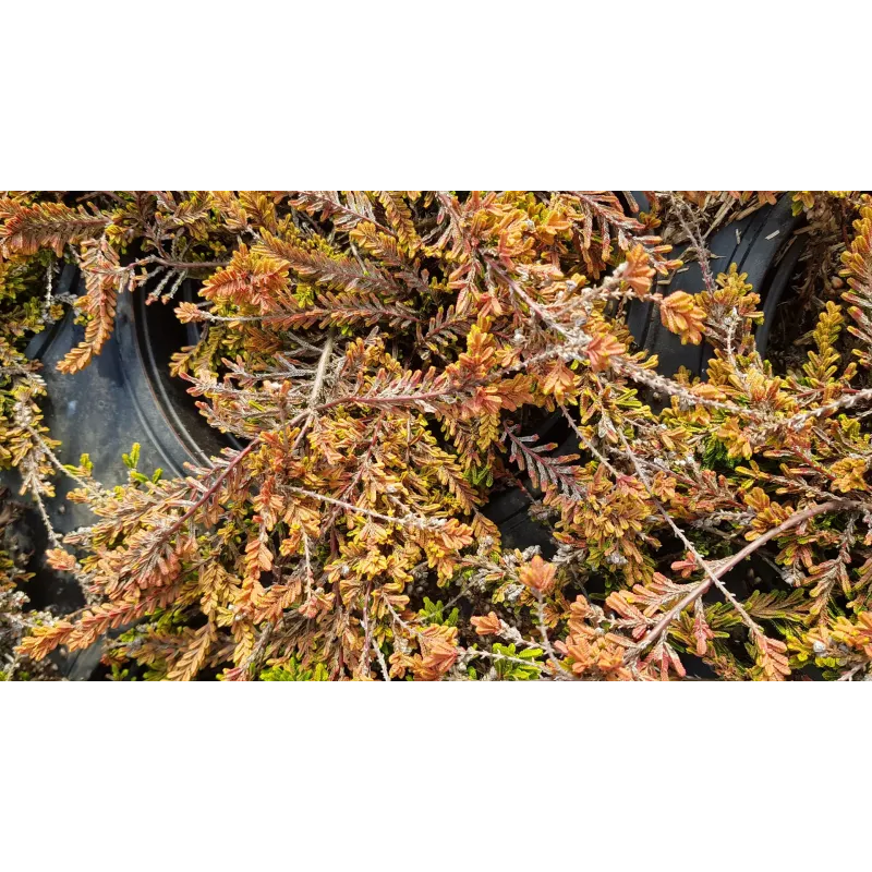 Calluna vulgaris 'Winter Chocolate' / Callune-Bruyère rose à feuillage jaune bronze / Conteneur de 3 à 4 litres.