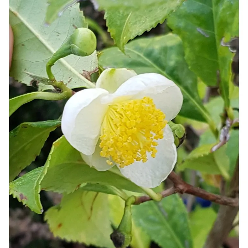 Camellia sinensis 'Théojardin®' / Théier / Conteneur de 3 à 4 litres / Aromatique