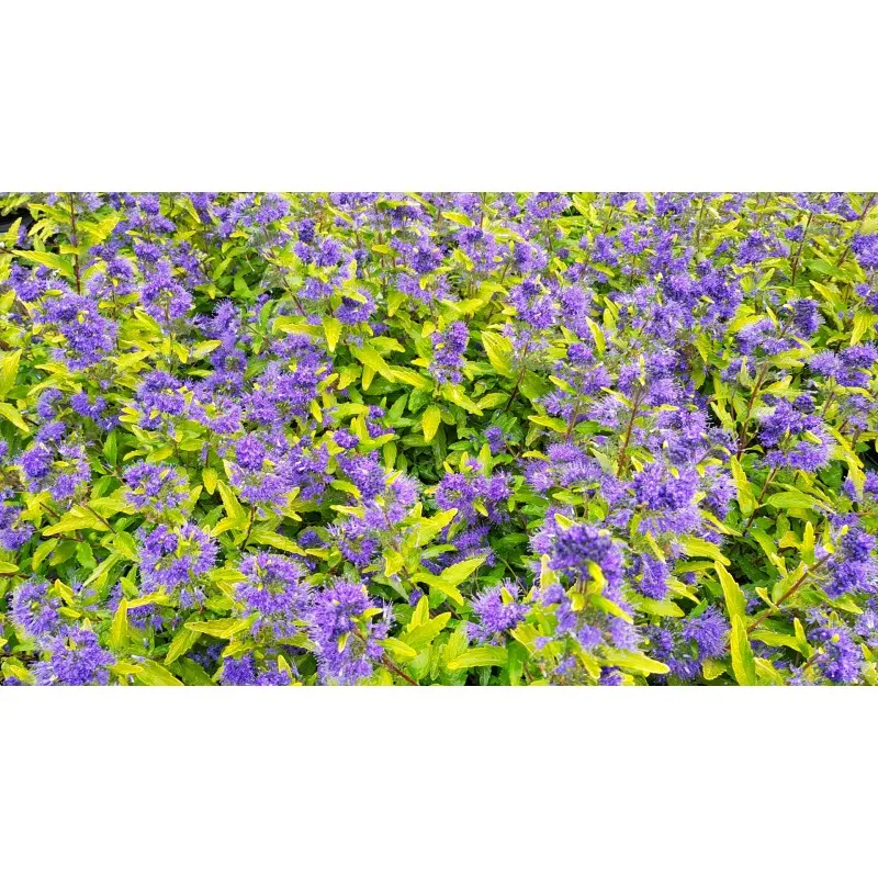 Caryopteris x clandonensis 'Worcester Gold' / Spirée bleu panachée / Conteneur de 3 à 4 litres