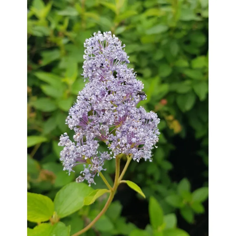 Ceanothus x delilianus 'Gloire de Versailles' / Ceanothe Hybride / Conteneur de 3 à 4 litres
