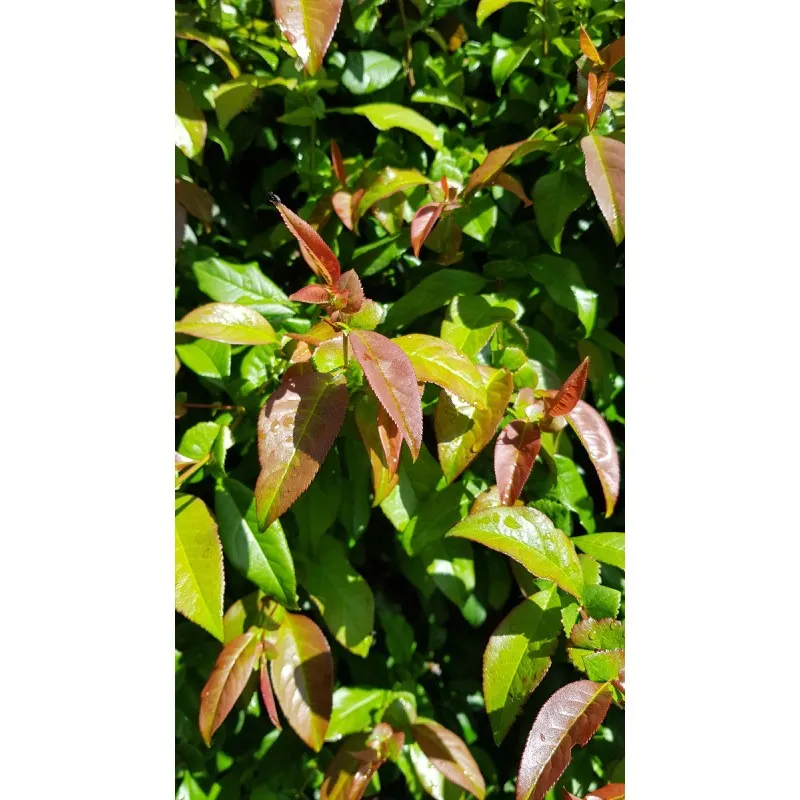 Chaenomeles x superba 'Caméo' / Cognassier du Japon Saumon / Conteneur de 3 à 4 litres