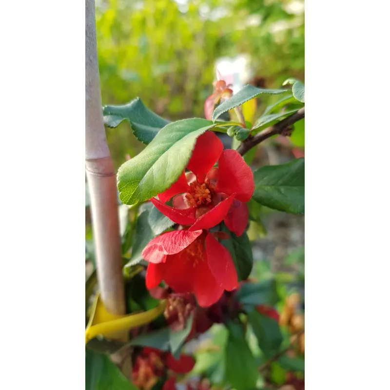 Chaenomeles x superba 'Crimson and Gold' / Cognassier du Japon rouge / Conteneur de 3 à 4 litres