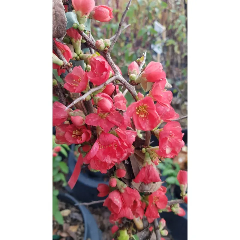 Chaenomeles speciosa 'Falconnet Charlet' / Cognassier du Japon rose saumon / Conteneur de 3 à 4 litres