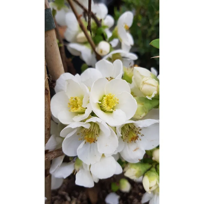 Chaenomeles speciosa 'Nivalis' / Cognassier du Japon blanc pur / Conteneur de 7 à 10 litres
