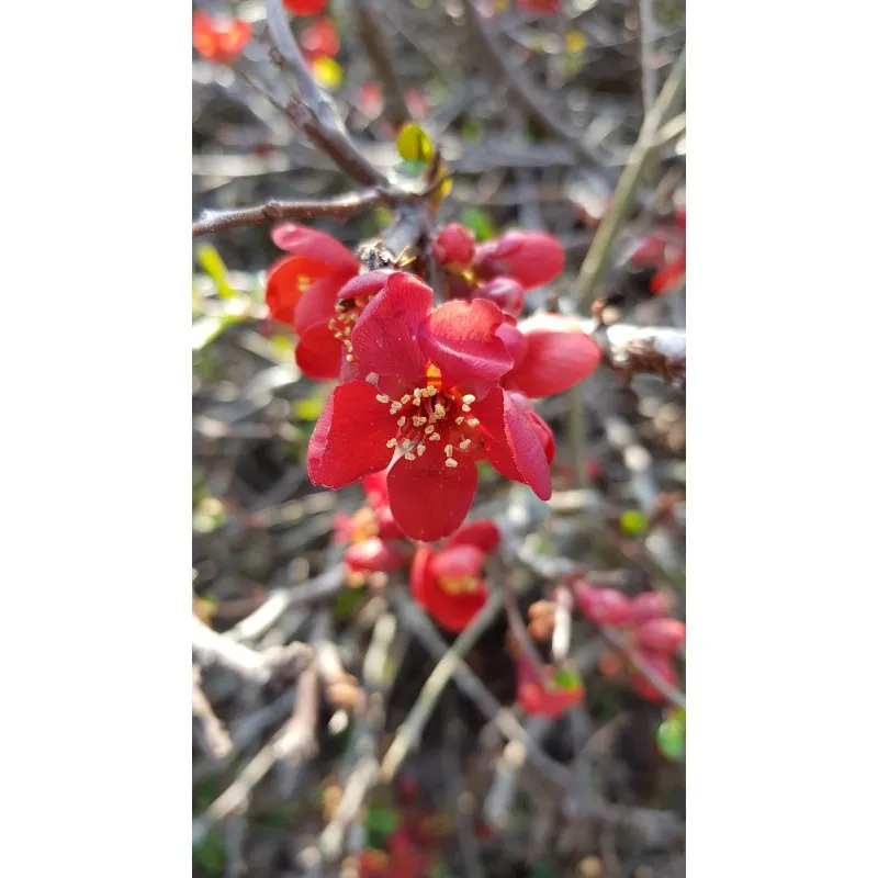 Chaenomeles speciosa 'Rubra' / Cognassier du Japon rouge / Conteneur de 3 à 4 litres