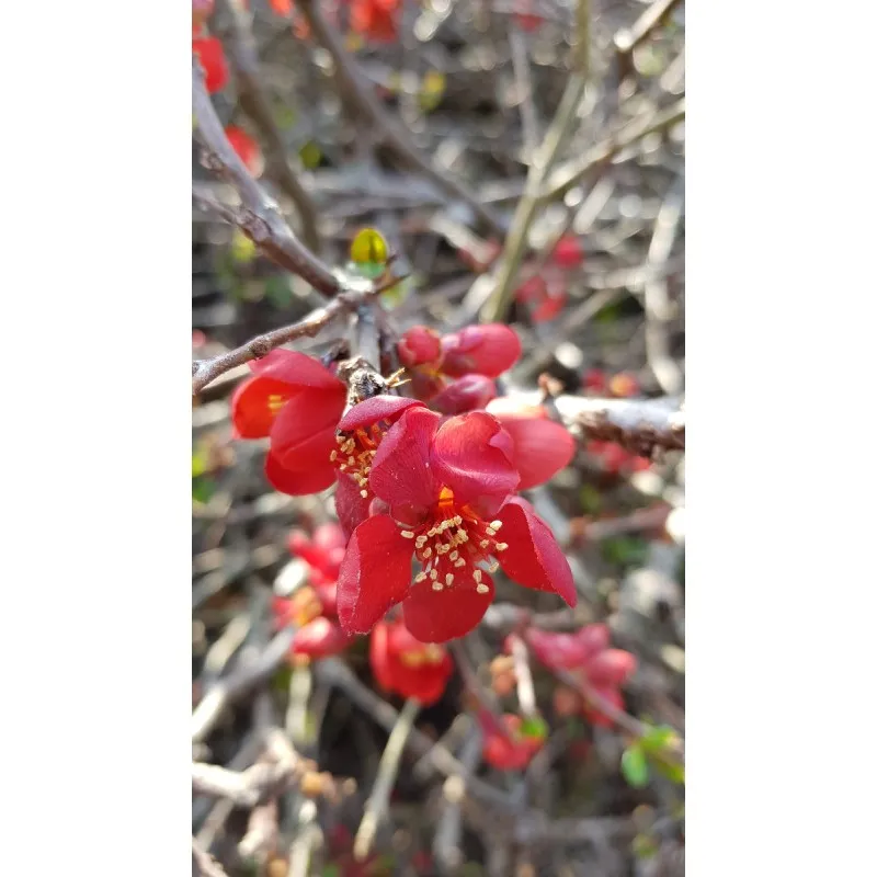 Chaenomeles speciosa 'Rubra Grandiflora' / Cognassier du Japon rouge / Conteneur de 7 à 10 litres