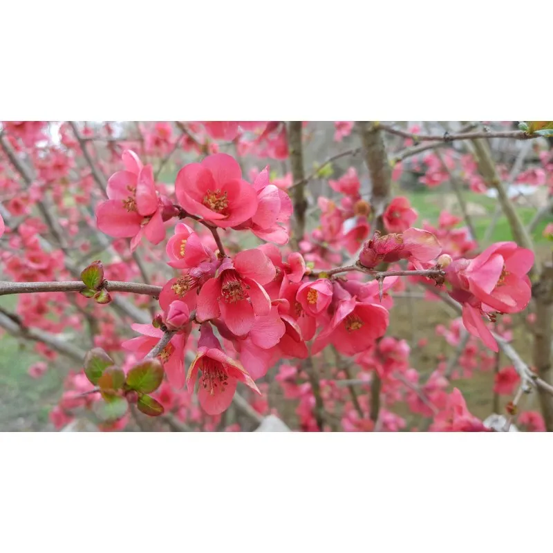 Chaenomeles speciosa 'Umbilicata' / Cognassier du Japon rose / Conteneur de 3 à 4 litres