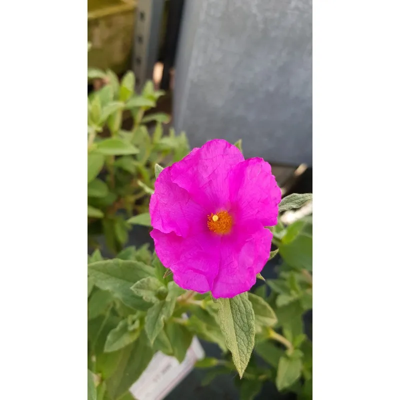 Cistus pulverulentus 'Sunset' / Ciste pulvérulent / Conteneur de 3 à 4 litres