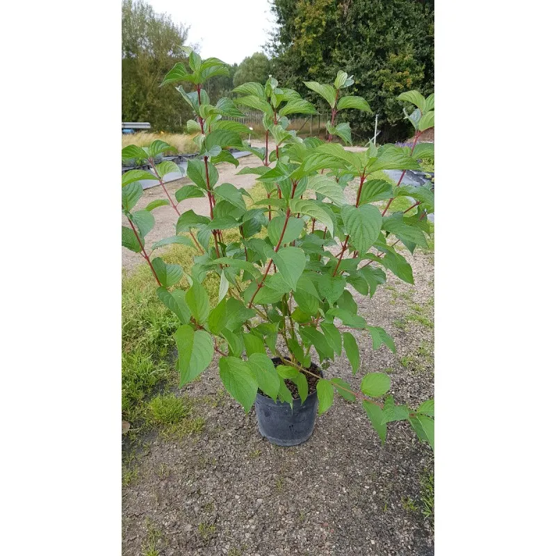Cornus alba / Cornouiller blanc à bois rouge / Conteneur de 3 à 4 litres