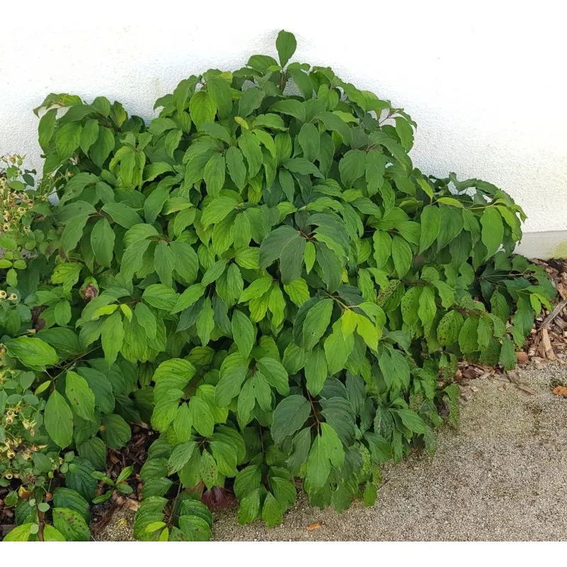 Cornus sericea 'Kelseyi' / Cornouiller stolonifère / Conteneur de 3 à 4 litres