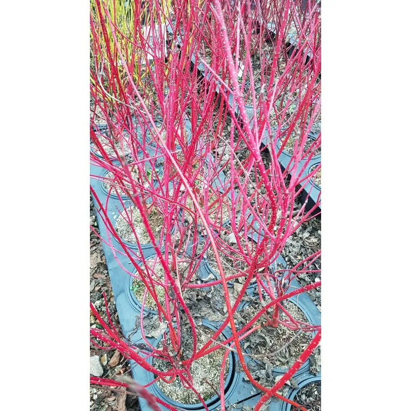 Cornus alba BATON ROUGE® 'Minbat' / Cornouiller blanc à bois rouge / Conteneur de 3 à 4 litres