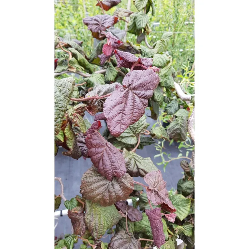Corylus avellana 'Red Majestic'® / Noisetier tortueux pourpre / Conteneur de 3 à 4 litres / Touffe
