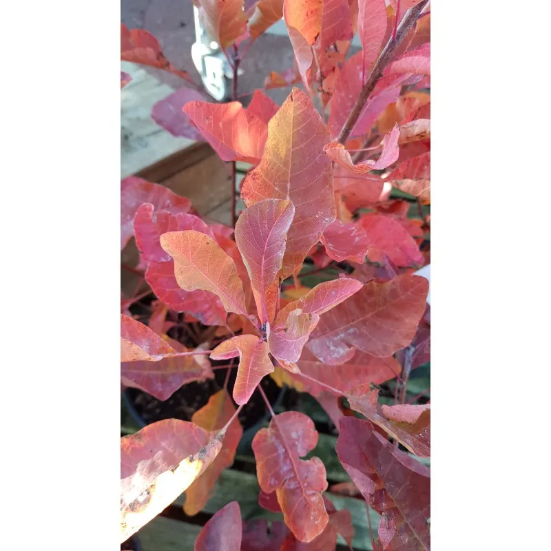 Cotinus coggygria 'Old Fashioned'® / Arbre à perruque / Conteneur de 7 à 10 litres