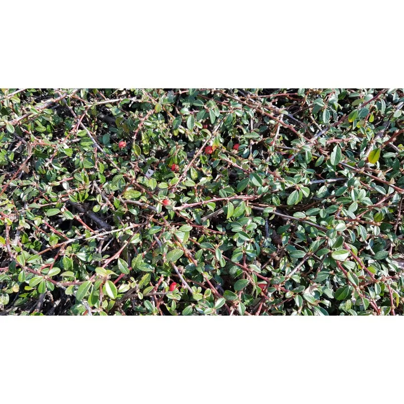 Cotoneaster dammeri 'Skogholmen' / Cotoneaster rampant/ Conteneur de 3 à 4 litres