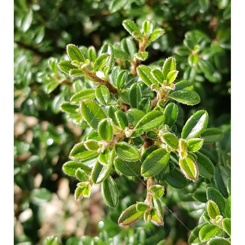 Cotoneaster microphyllus / Cotoneaster à petites feuilles / Conteneur de 3 à 4 litres