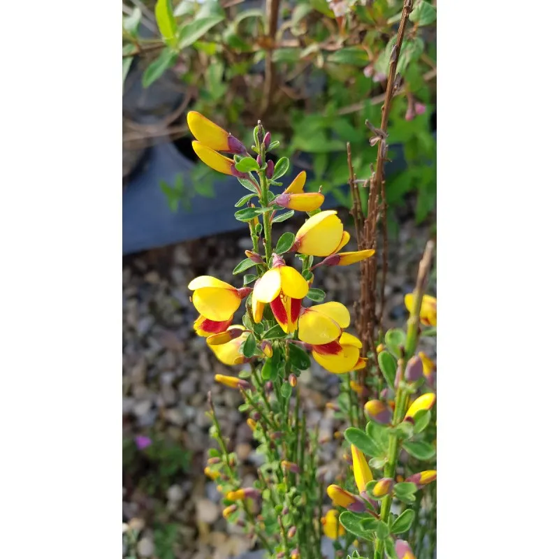 Cytisus scoparius 'Andreanus' / Genêt à Balais / Conteneur de 3 à 4 litres