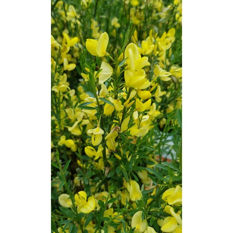 Cytisus x praecox 'All Gold' / Genêt à Balais / Conteneur de 3 à 4 litres