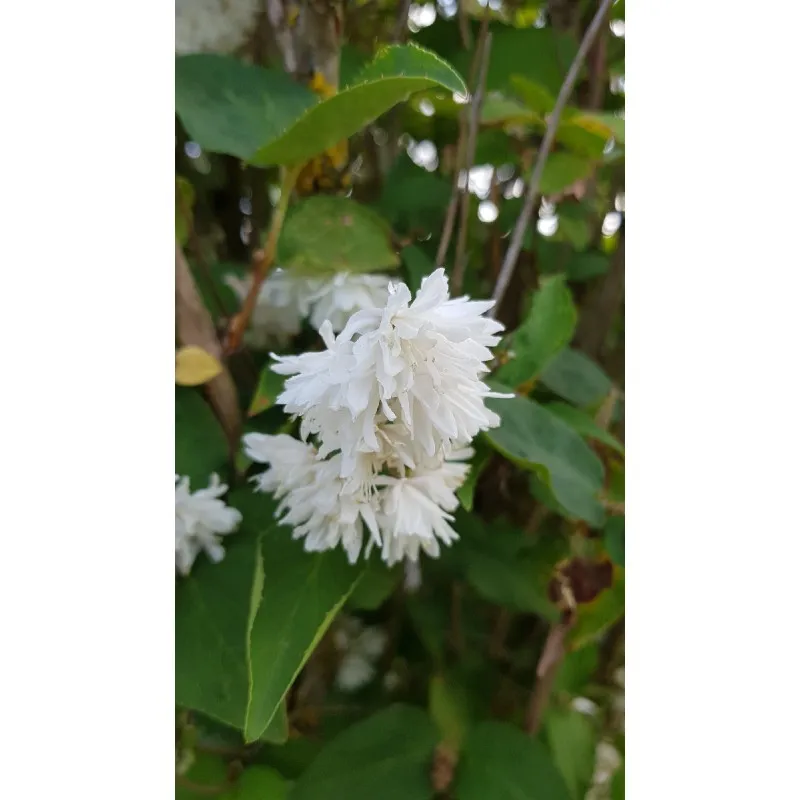 Deutzia x magnifica / Deutzie à fleurs blanches / Conteneur de 7 à 10 litres