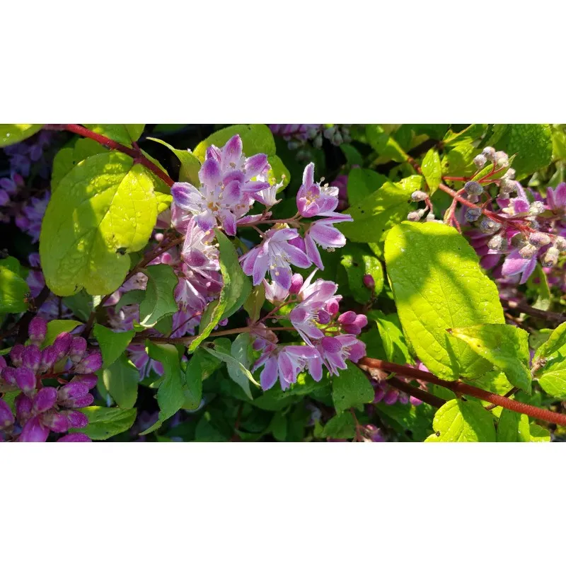 Deutzia x hybrida 'Perle rose' / Deutzie à fleurs roses / Conteneur de 7 à 10 litres
