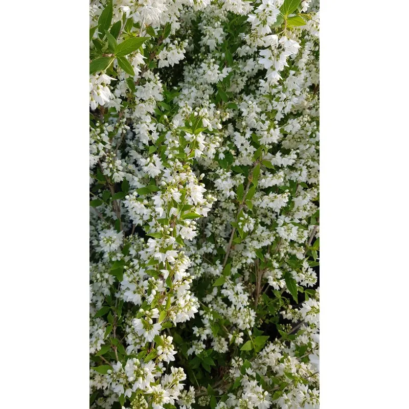 Deutzia gracilis / Deutzie compacte à fleurs blanches / Conteneur de 5 à 6 litres