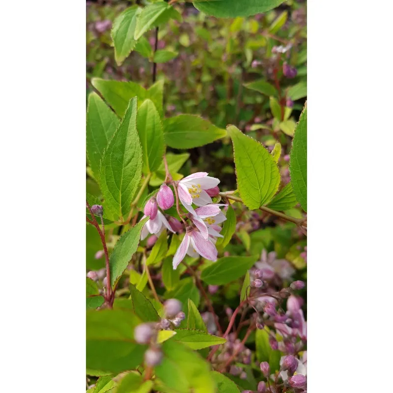 Deutzia x rosea PW® YUKI CHERRY BLOSSOM® 'NCDX2' / Deutzie compacte à fleurs roses / Conteneur de 3 à 4 litres