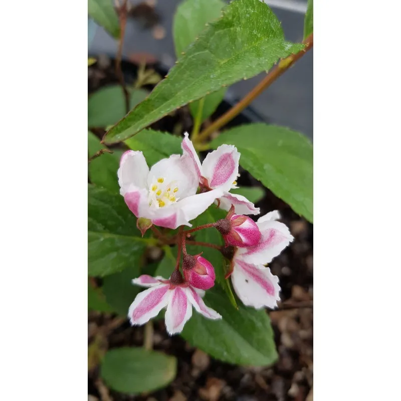 Deutzia x rosea 'Carminea' / Deutzie à fleurs roses / Conteneur de 3 à 4 litres