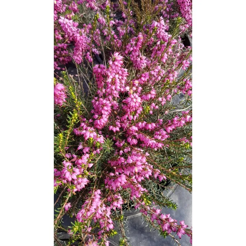 Erica X darleyensis 'Ghost Hills' / Bruyère d'hiver rose / Conteneur de 3 à 4 litres